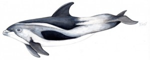 lagenorhynchus-albirostris-tr